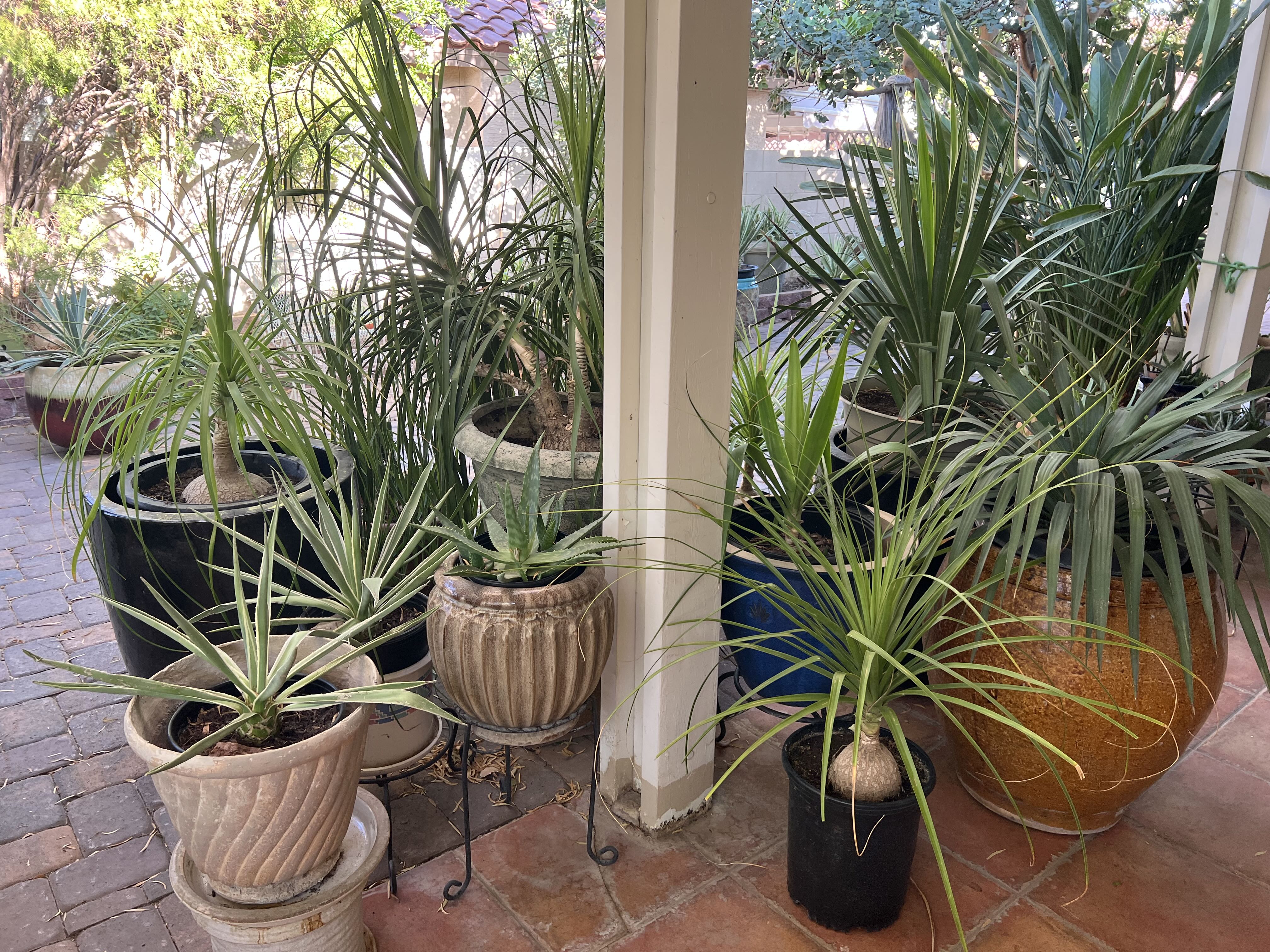 🌵 CACTUS SALE – 200+ Plants Starting at $5 🌵 photo