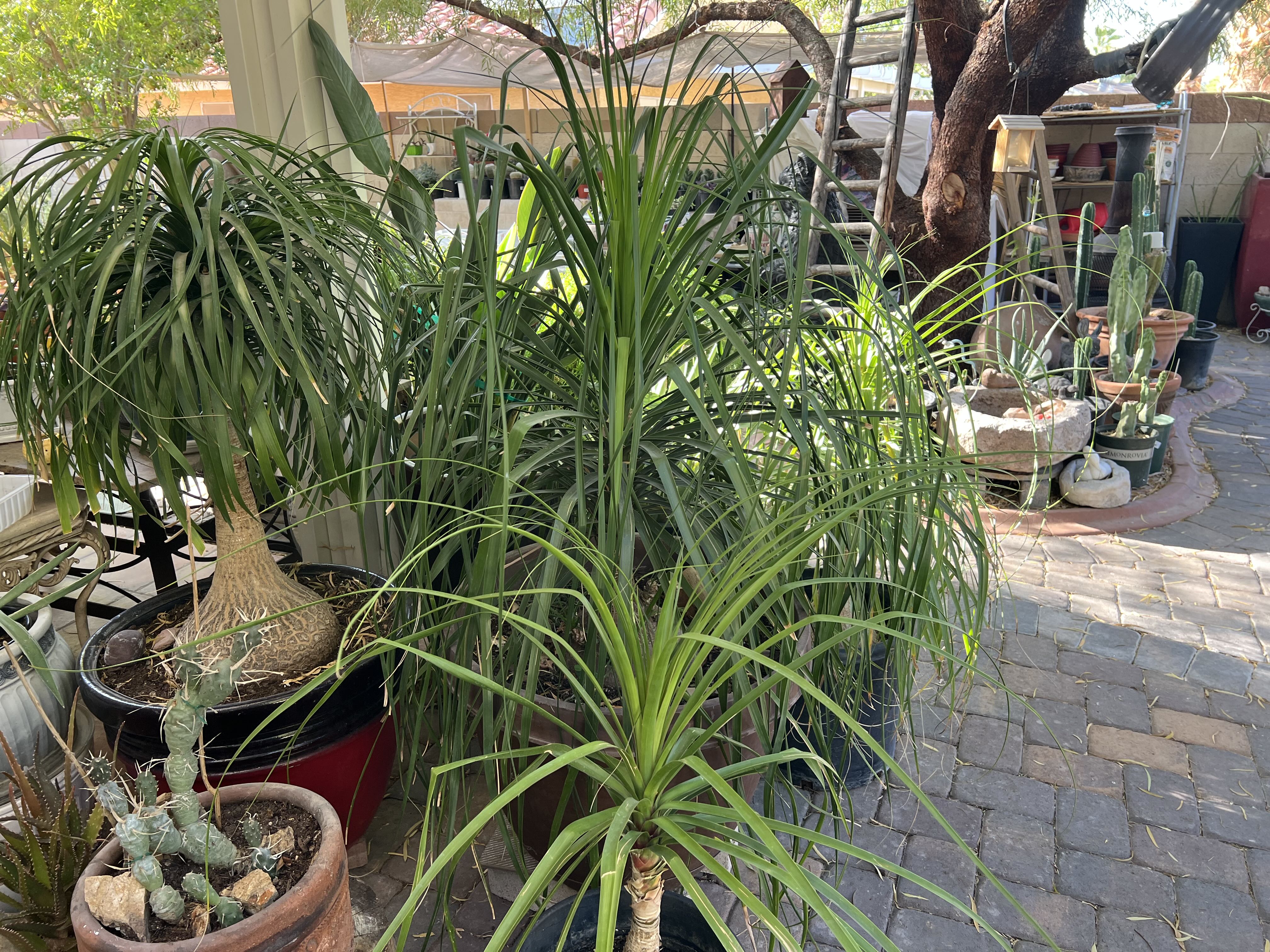 🌵 CACTUS SALE – 200+ Plants Starting at $5 🌵 photo