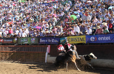 El Campeonato Nacional de Rodeo ha sido el centro de atención en el mundo corralero.
