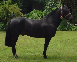 El Caballo Chileno es, de hecho, el único que puede participar en la tradicional fiesta del rodeo y para hacerlo