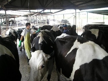 Cuatro estudiantes de la Escuela Agrícola Las Garzas podrán emprender un innovador proyecto que busca crear biogás a partir del estiércol de las vacas.