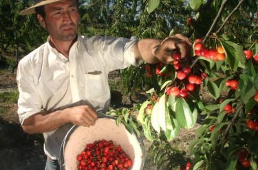 El proyecto busca adaptar la contratación agropecuaria al tipo de producción.