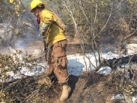 Siniestro forestal en el sector Quebrada la Paula. 
