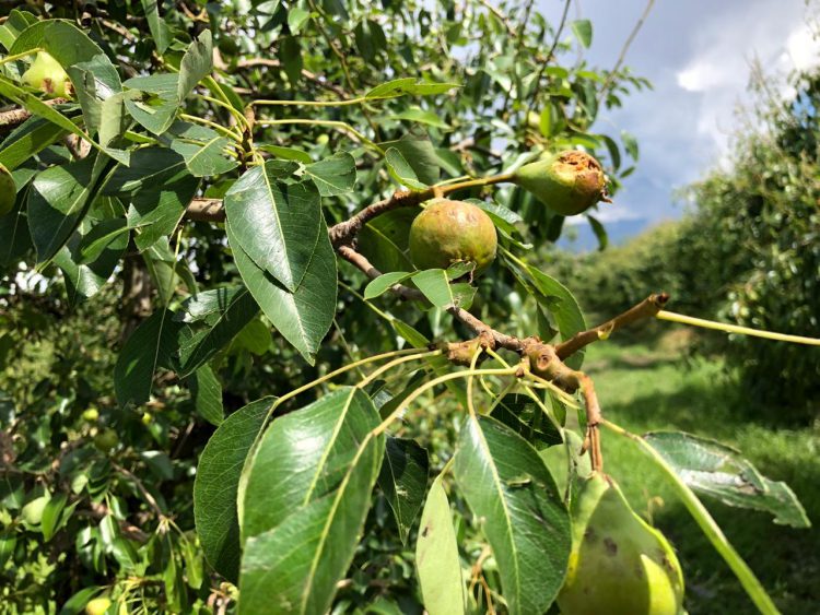 farmele de pierdere a grăsimilor