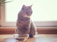 Desde el año 2002 se conmemora en todo el mundo el día de una de las mascotas más queridas. 