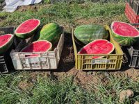 Estudio en el que participaron académicos Universidad de O’Higgins junto a investigadores de la Universidad Mayor y del Departamento de Agricultura y Desarrollo Rural de Limpopo (Sudáfrica), sugiere que se podría producir sandía en condiciones de baja disponibilidad de agua en sectores como el secano de la Región de O’Higgins.