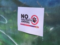 El municipio confirmó el cierre paulatino del canil ubicado en Coya, tras denuncias por presuntas irregularidades en el cuidado de los animales.