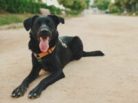La fecha busca generar conciencia sobre el abandono de estos animales.