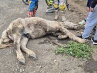 Según el relato difundido en Facebook, un caballo fue visto tendido y herido en plena vía pública, sin poder levantarse.