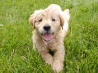 La actividad contará con adopciones, feria de emprendedores y atención veterinaria gratuita, incluyendo vacunación y microchip para mascotas.