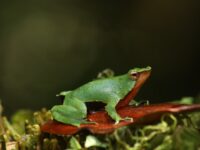 La medida busca redistribuir poblaciones viables de esta especie hacia zonas del norte del país y ampliar de manera significativa su área de ocupación.