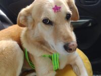 Tras el diagnóstico de tres tumores, la dueña busca reunir más de 500 mil pesos para costear la operación que podría salvar la vida de su mascota.
