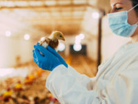 La experta subrayó que, junto con las restricciones comerciales, es esencial intensificar las medidas internas de bioseguridad.