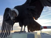 El imponente ave nacional fue captado en plena Carretera El Cobre por un fotógrafo rancagüino, quien relató la emoción de vivir un encuentro único y cercano con el majestuoso cóndor.