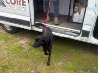 La inédita determinación del Juez de Policía Local de Marchigüe busca conciliar la protección animal bajo la Ley Cholito con la urgente necesidad de salvaguardar la ganadería local.