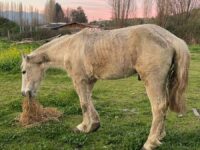 Organizaciones animalistas y vecinos se unieron para salvar al equino y darle una nueva oportunidad.