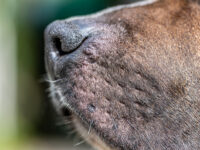 A pesar de que Chile erradicó la rabia transmitida por perros y gatos, los casos en murciélagos y el flujo migratorio mantienen la amenaza. Especialistas llaman a reforzar vacunación, tenencia responsable y vigilancia sanitaria.
