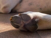 Desconocidos ingresaron durante la madrugada, abrieron todos los candados lo que se generó que los perritos estuvieran sueltos y pelearan entre ellos. 