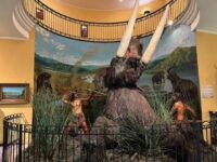 El circuito principal se despliega en ocho salas que construyen un arco narrativo que va desde la coexistencia del ser humano con la megafauna americana hasta la modernidad del siglo XX.