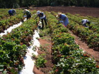 El agro no solo apuesta su competitividad en calidad, también en las condiciones laborales de la fuerza laboral migrante que emplea.