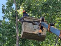 Los casos se definen según el nivel de riesgo y las solicitudes ingresadas por los vecinos.