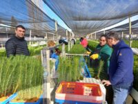 En las tres provincias de O'Higgins a través de los Programas Arborización Urbana y Arborización Subsidiaria.