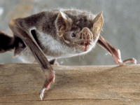 La experta subraya que la rabia sigue siendo una enfermedad de alto riesgo por su elevada letalidad, lo que exige vigilancia, educación y cooperación intersectorial.