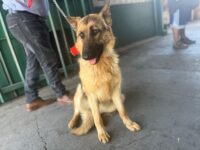 Los funcionarios la encontraron al inicio de su turno, buscando comida y mostrando claros signos de abandono.