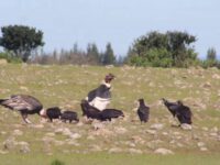 Las aves se habrían estrellado contra aspas de molinos.