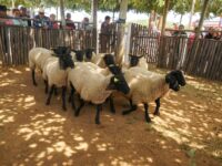 La tradicional fiesta del secano regional conmemora sus 20 años. 