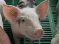 El académico del&nbsp;Instituto de Ciencias Agroalimentarias, Animales y Ambientales&nbsp;(ICA3) de la&nbsp;Universidad de O’Higgins&nbsp;(UOH),&nbsp;Jaime Figueroa, entregó su análisis respecto del impacto potencial para el país.