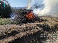 Así lo anunció Conaf, a través de su director regional, Oscar Galdames. 