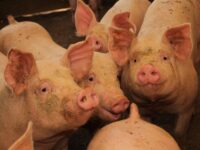 Se trata de una enfermedad viral que afecta solo a cerdos y jabalíes y de la cual Chile se mantiene libre