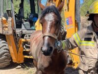 Fue entregado a sus dueños.