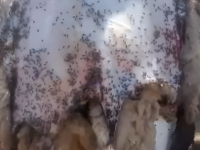 Alcalde confirma que residuos se depositaron sin el tratamiento debido en terrenos de la comuna.