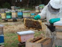 La normativa incorpora restricciones horarias para la aplicación de estos productos y obliga a los aplicadores a coordinarse mediante un sistema de avisaje basado en la información que registren los propios apicultores.