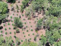 El cultivo fue ubicado gracias a patrullajes aéreos con drones.