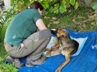 El municipio confirmó: “A fin de esclarecer lo ocurrido y dar continuidad al procedimiento conforme a la normativa vigente”.
