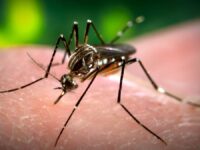 La alerta contempla la región de O'Higgins. 