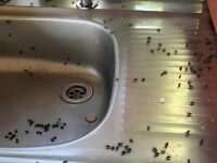 Malestar y preocupación de vecinos tras presencia de grandes enjambres en extensas áreas.