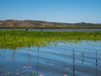 Funcionan como filtros naturales que mejoran la calidad del agua al retener sedimentos y contaminantes, y además ayudan a regular el ciclo hídrico al almacenar agua en periodos lluviosos y liberarla gradualmente en sequías.