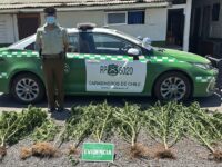 Carabineros detuvo a dos personas tras hallar una plantación ilegal en una vivienda de Coltauco.