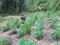 Diligencias de Carabineros permitieron dar con dos extensas áreas destinadas a producción y procesamiento de la droga.