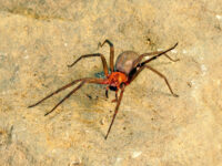 Medidas como alejar la cama, mantener limpio el hogar y sacudir zapatos y prendas de vestir antes de utilizarlos.