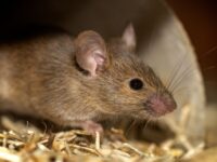 La víctima ayudaba a damnificados en Penco y su caso confirmó el primer deceso del año.