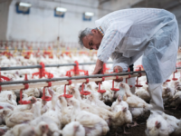 El SAG activó protocolos tras detectar un plantel industrial positivo, descartan impacto en el abastecimiento interno.