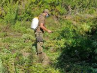 Específicamente en el sector de Cutemu.