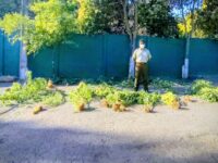 De acuerdo con lo informado por Carabineros, las plantas presentaban alturas que fluctuaban entre los 80 centímetros y 1 metro 60 centímetros.