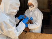 Expertos recomiendan no manipular estas aves. 
