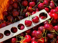 Los envíos bajaron un 18% en la región, a la espera de los balances de cierre de temporada del sector.